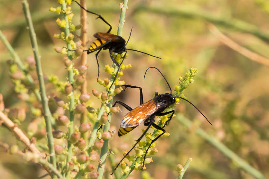 صورة Ctenagenia vespiformis (Klug 1834)