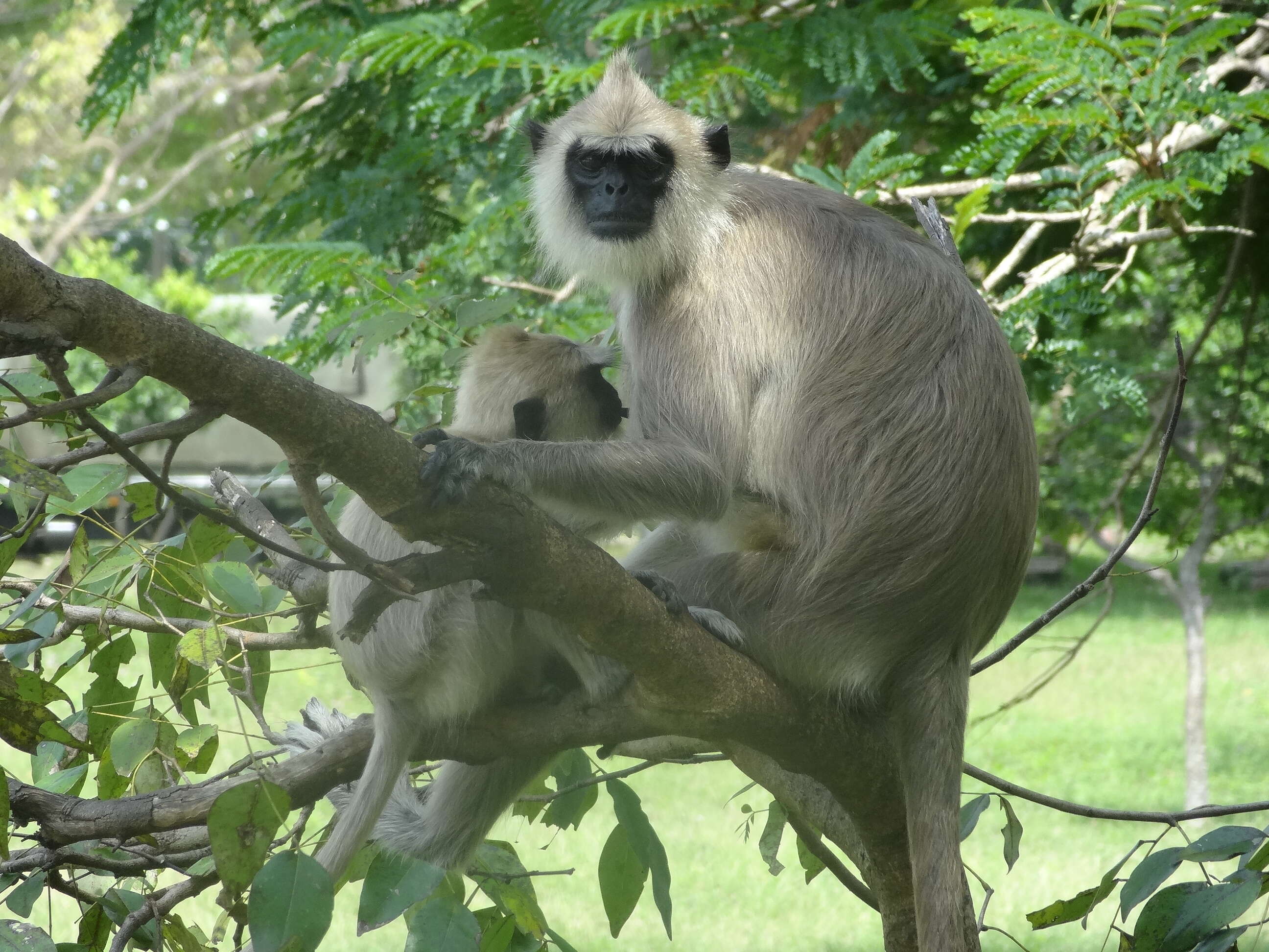 صورة Semnopithecus priam Blyth 1844