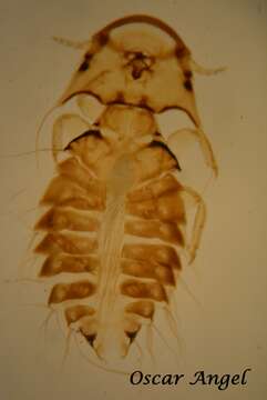 صورة Chelopistes