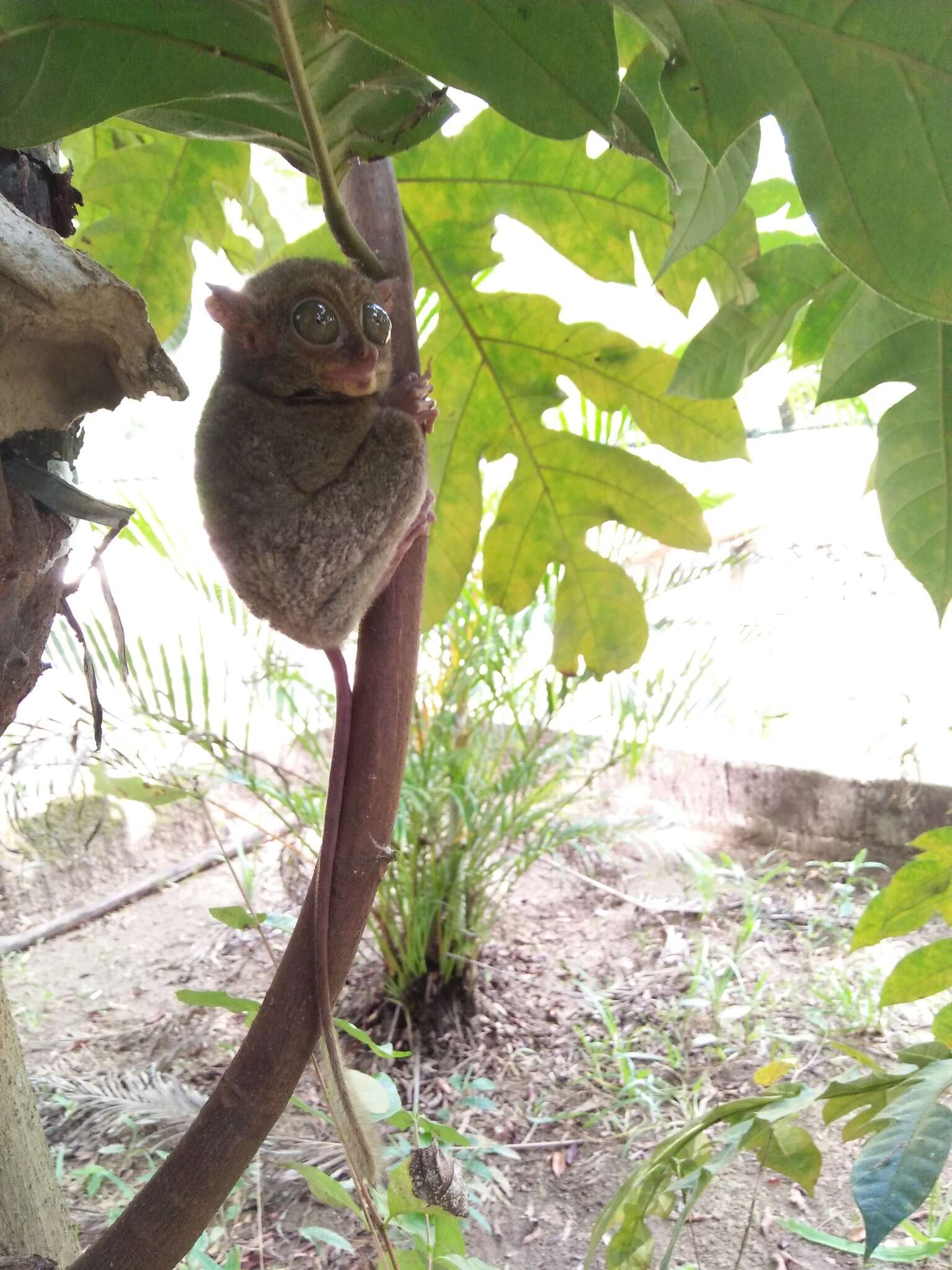Image of Belitung Island tarsier