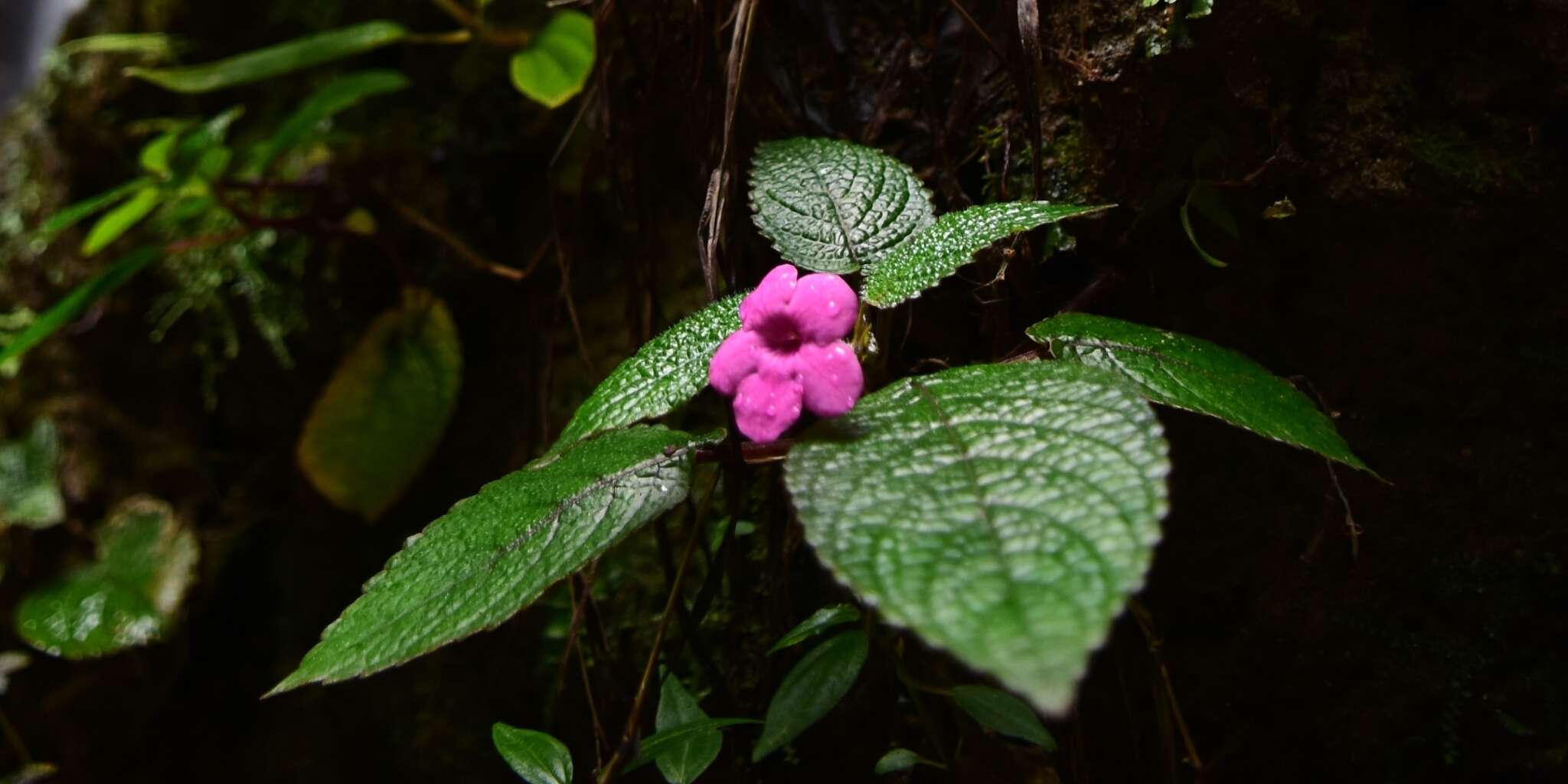 Image of Chrysothemis melittifolia