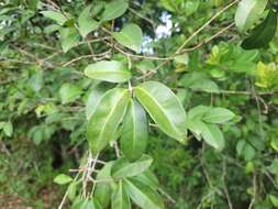 Image of Eugenia hiemalis Cambess.