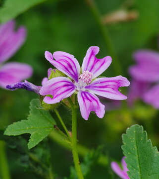 Image de Grande mauve