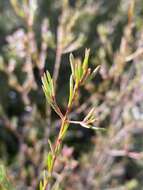 Image of Darwinia biflora (Cheel) B. G. Briggs