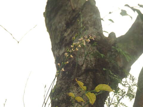 Image of lilyleaf acriopsis