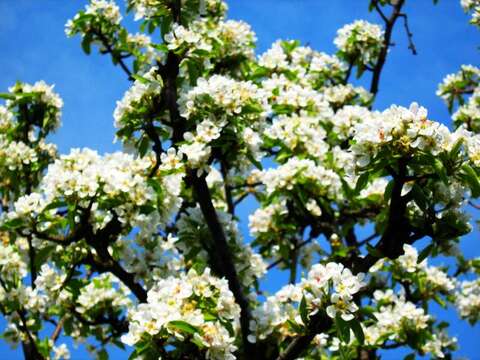 Image of European Pear