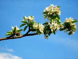 Image of European Pear