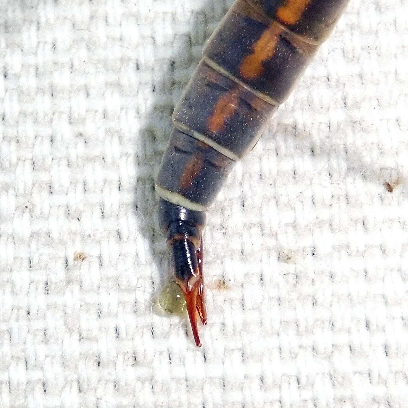 Image of Tipula (Dendrotipula) flavolineata Meigen 1804