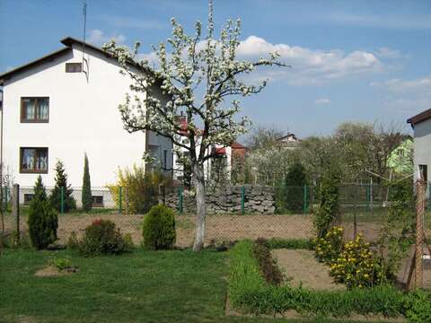 Plancia ëd Pyrus communis L.