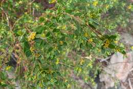 Image of Pimelea hewardiana Meissn.