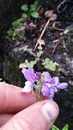 صورة Nemesia fruticans (Thunb.) Benth.