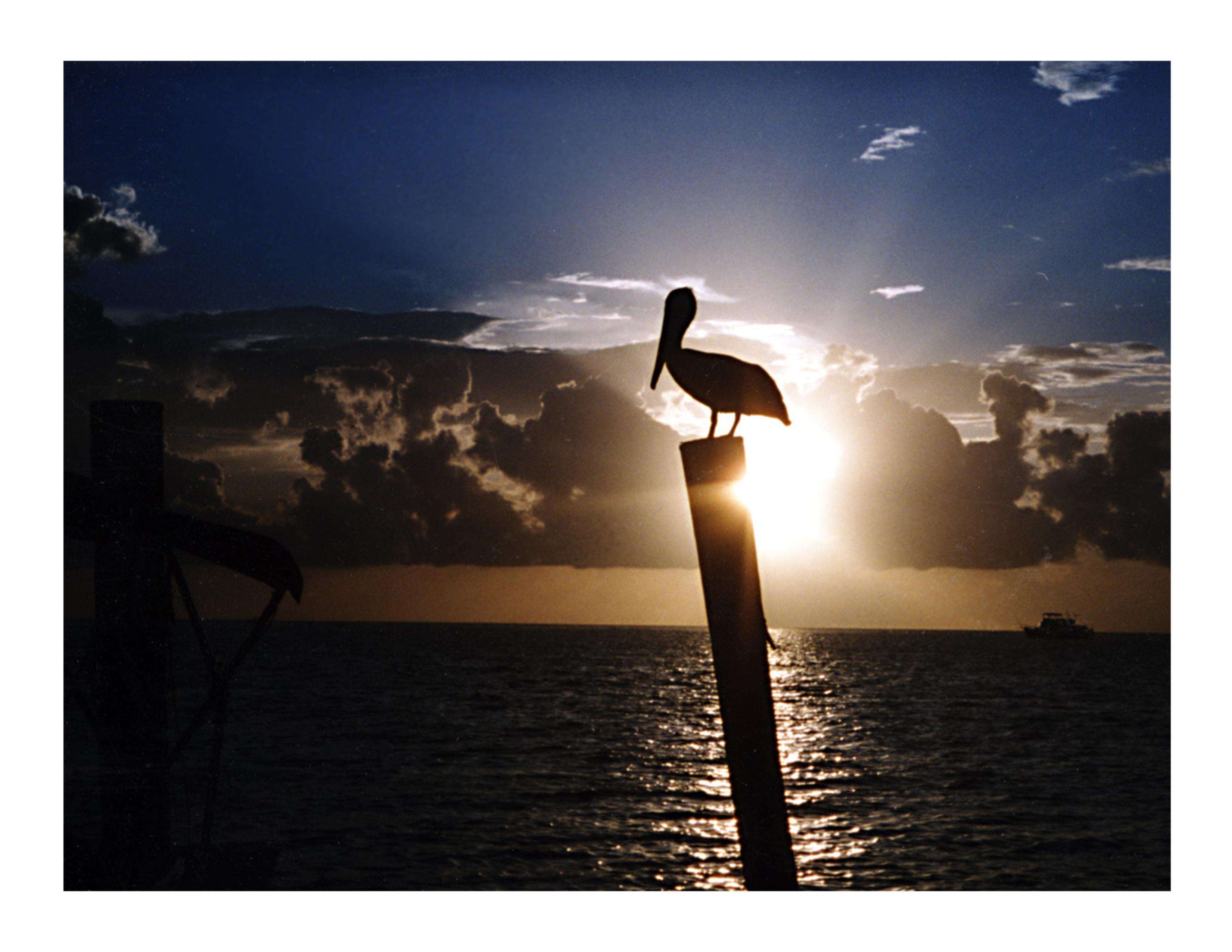 Image of Brown Pelican