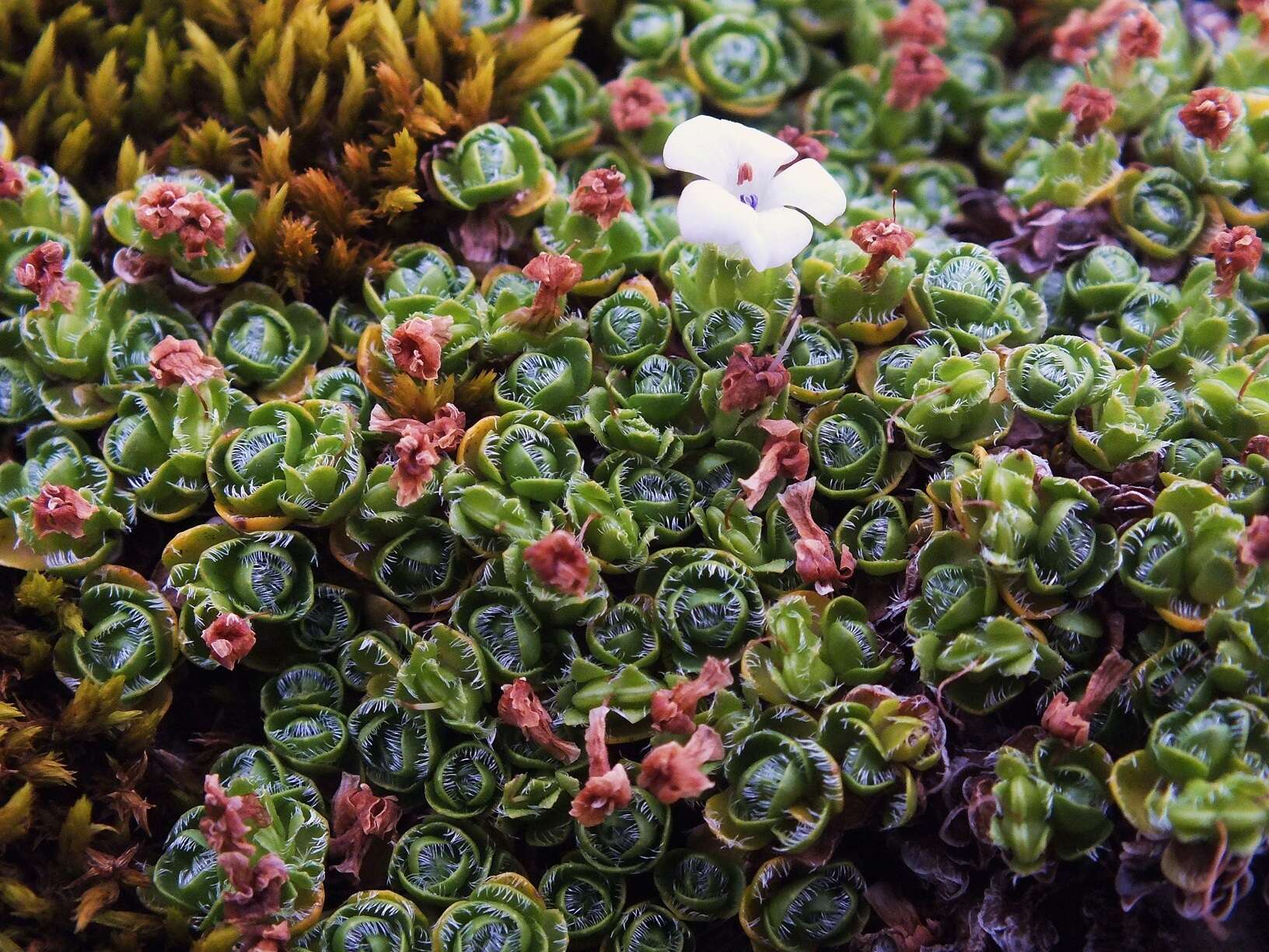 Image of Veronica ciliolata subsp. ciliolata