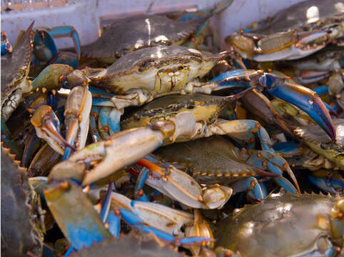 Image of blue crab