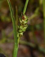 Image of distant sedge