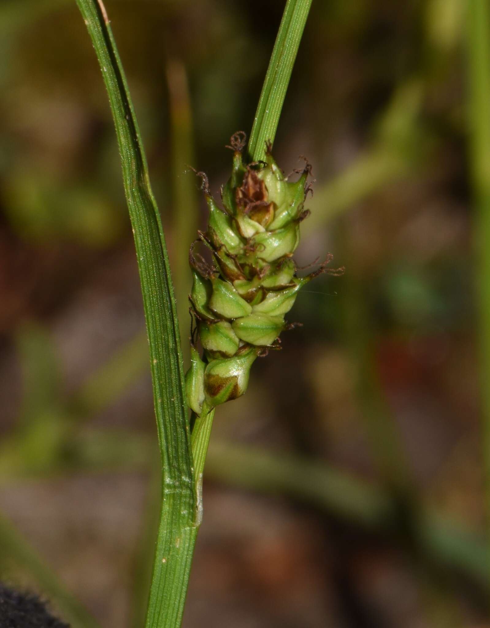 Image of distant sedge