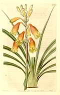 Image of Blandfordia grandiflora R. Br.