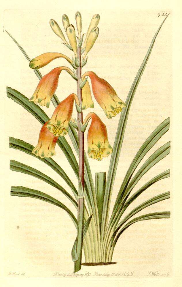 Image of Blandfordia grandiflora R. Br.