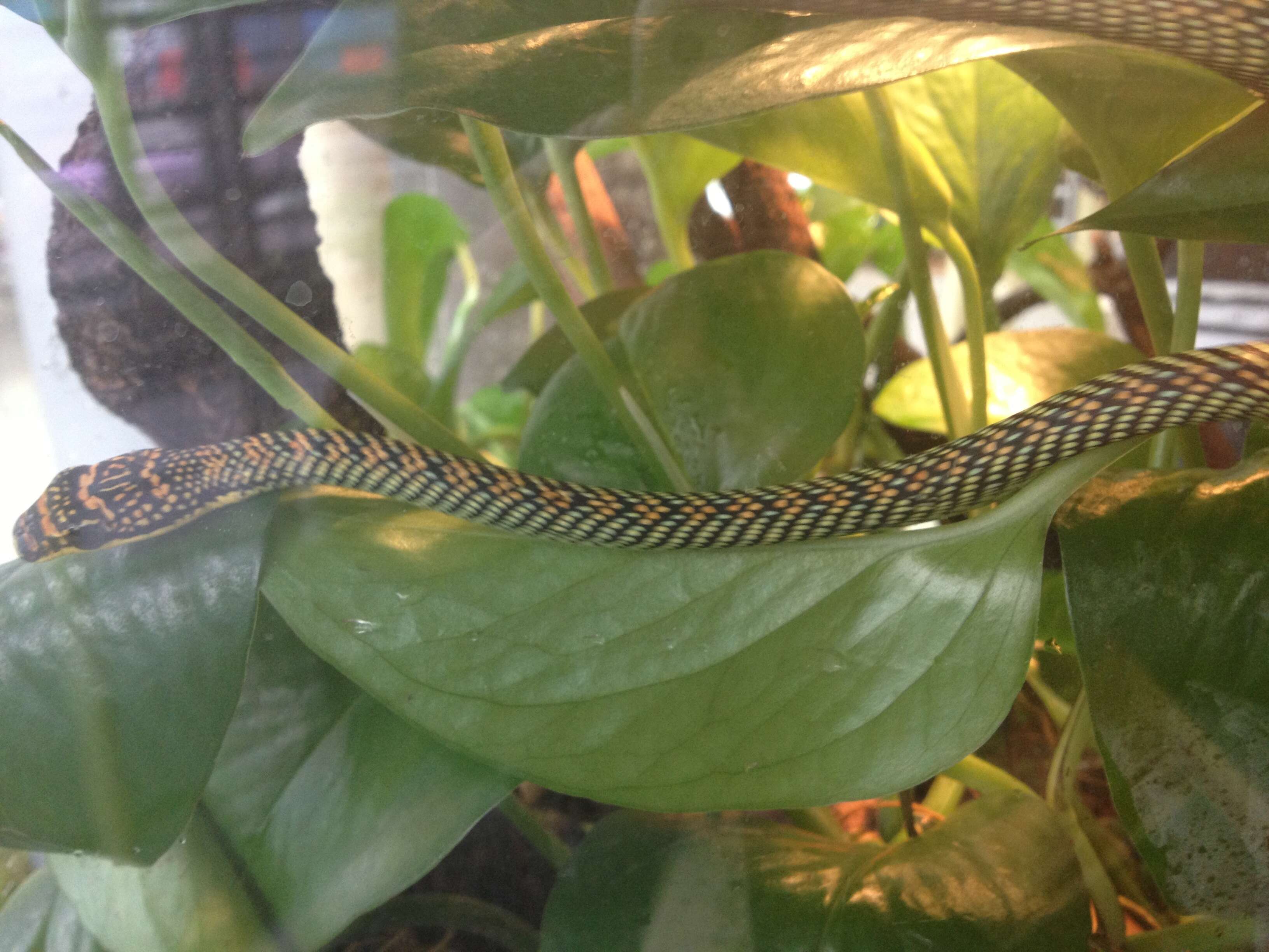 Image of Ornate Flying Snake