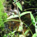 Image of Downy Willowherb