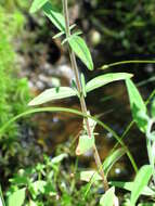 Image of Downy Willowherb