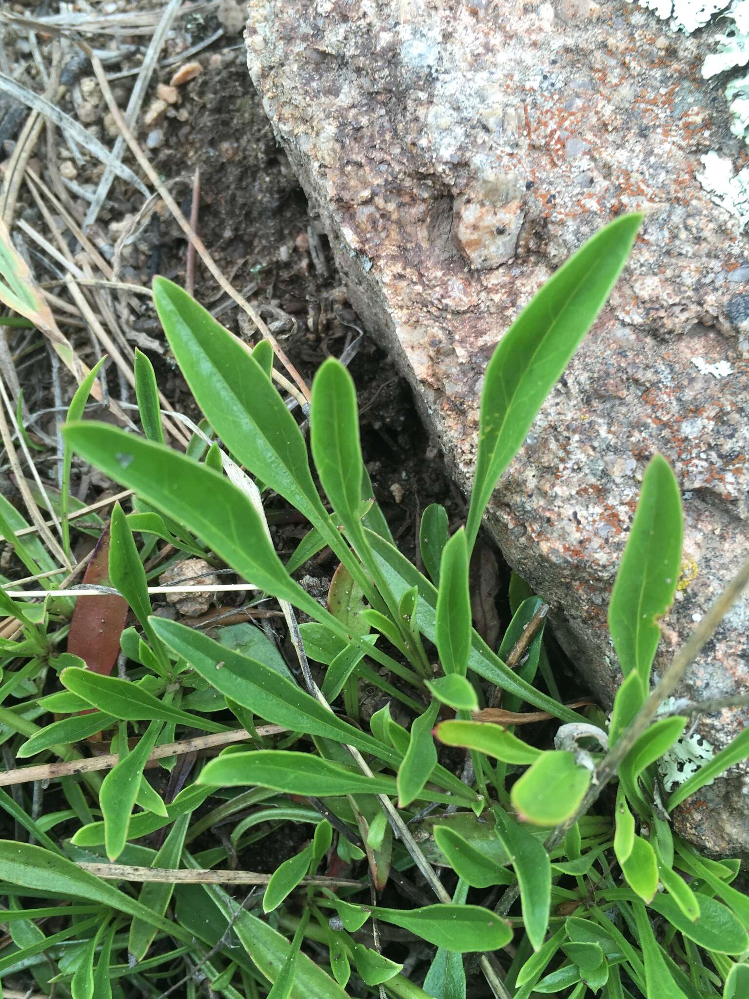 Image of Front Range beardtongue