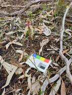 Image of Veined spider orchid