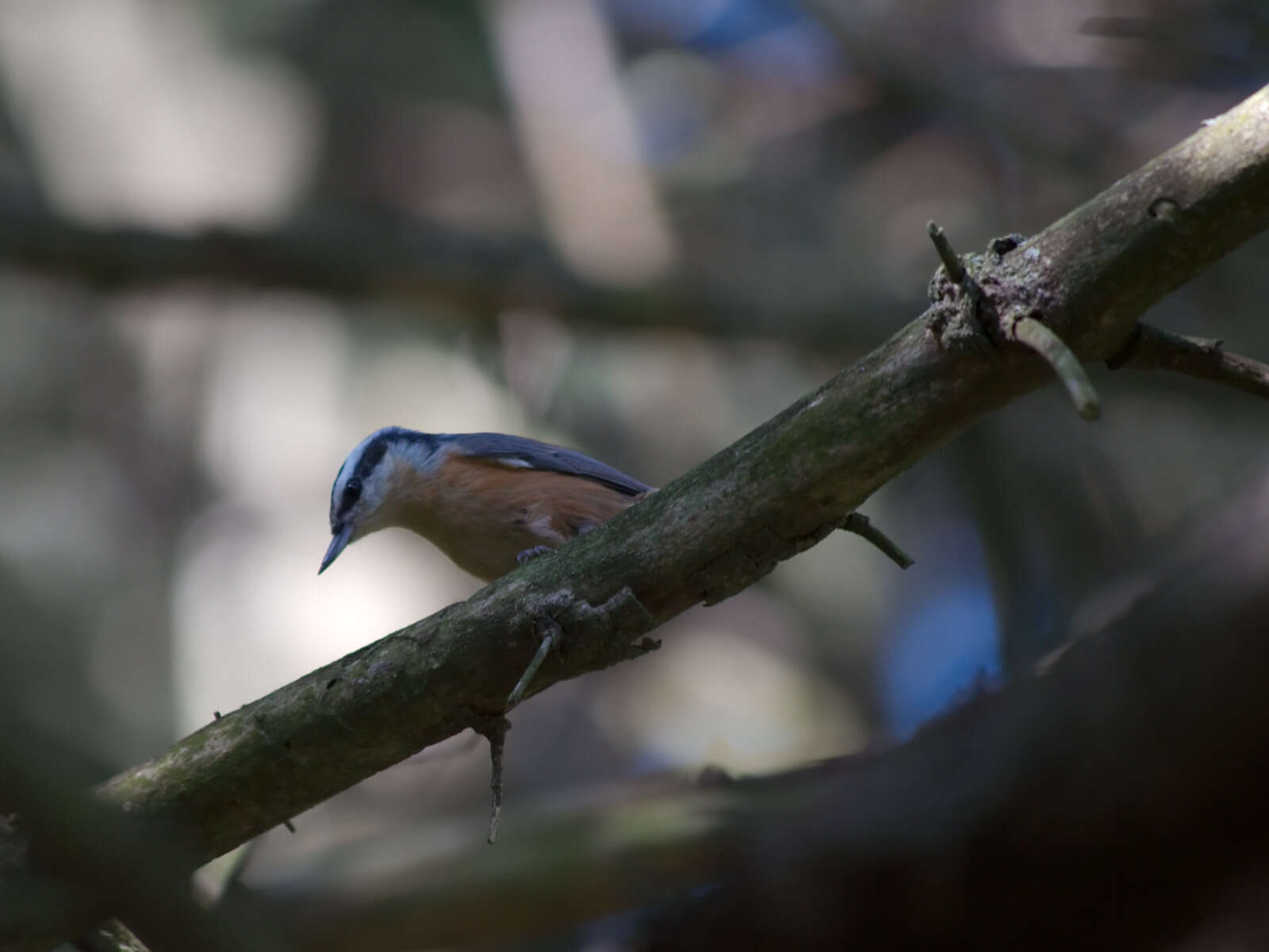 Imagem de Sitta canadensis Linnaeus 1766