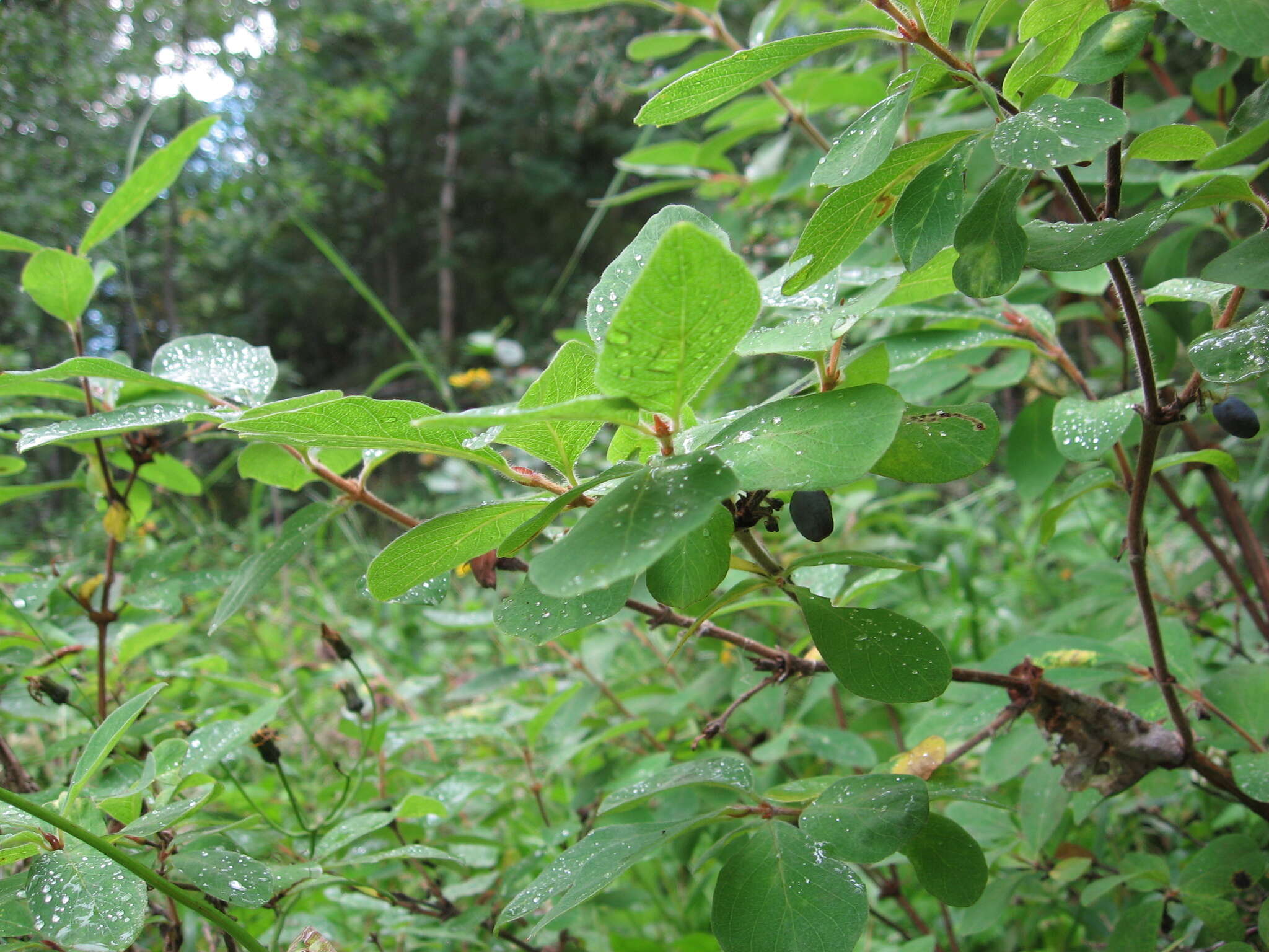 Imagem de Lonicera caerulea L.