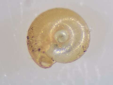 Image of dwarf snail