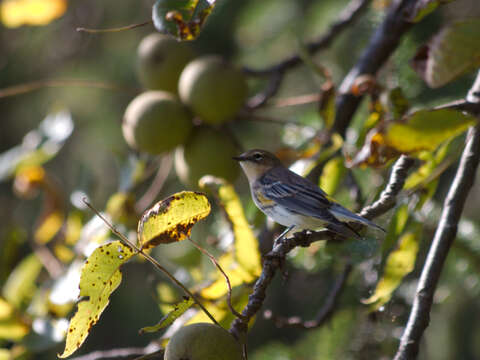 Image of Myrtle Warbler