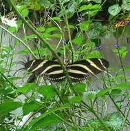 Image of Zebra Longwing