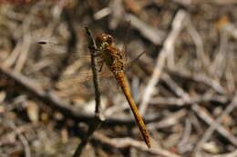 Image of Moustached Darter