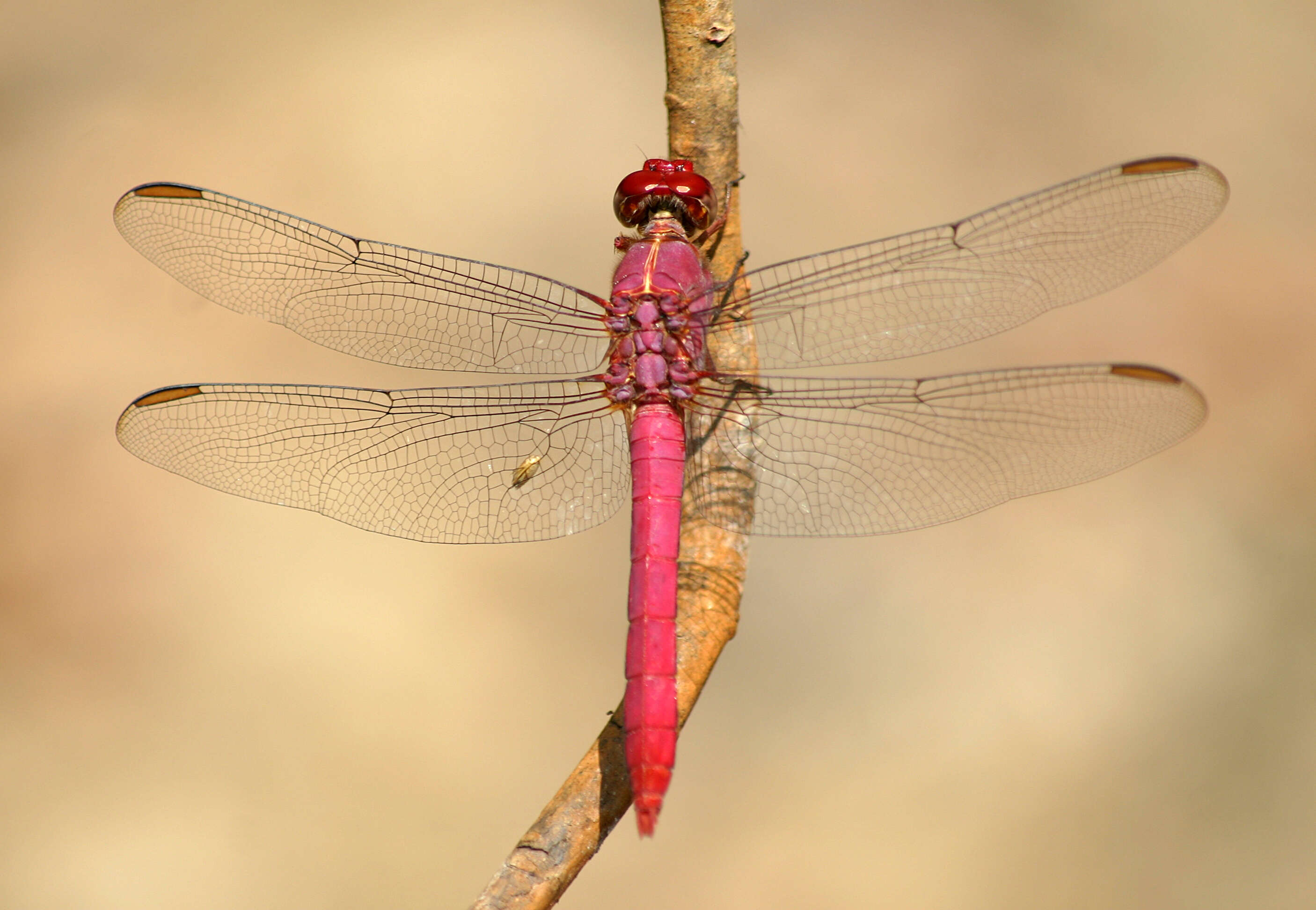 Image of Roseate Skimmer