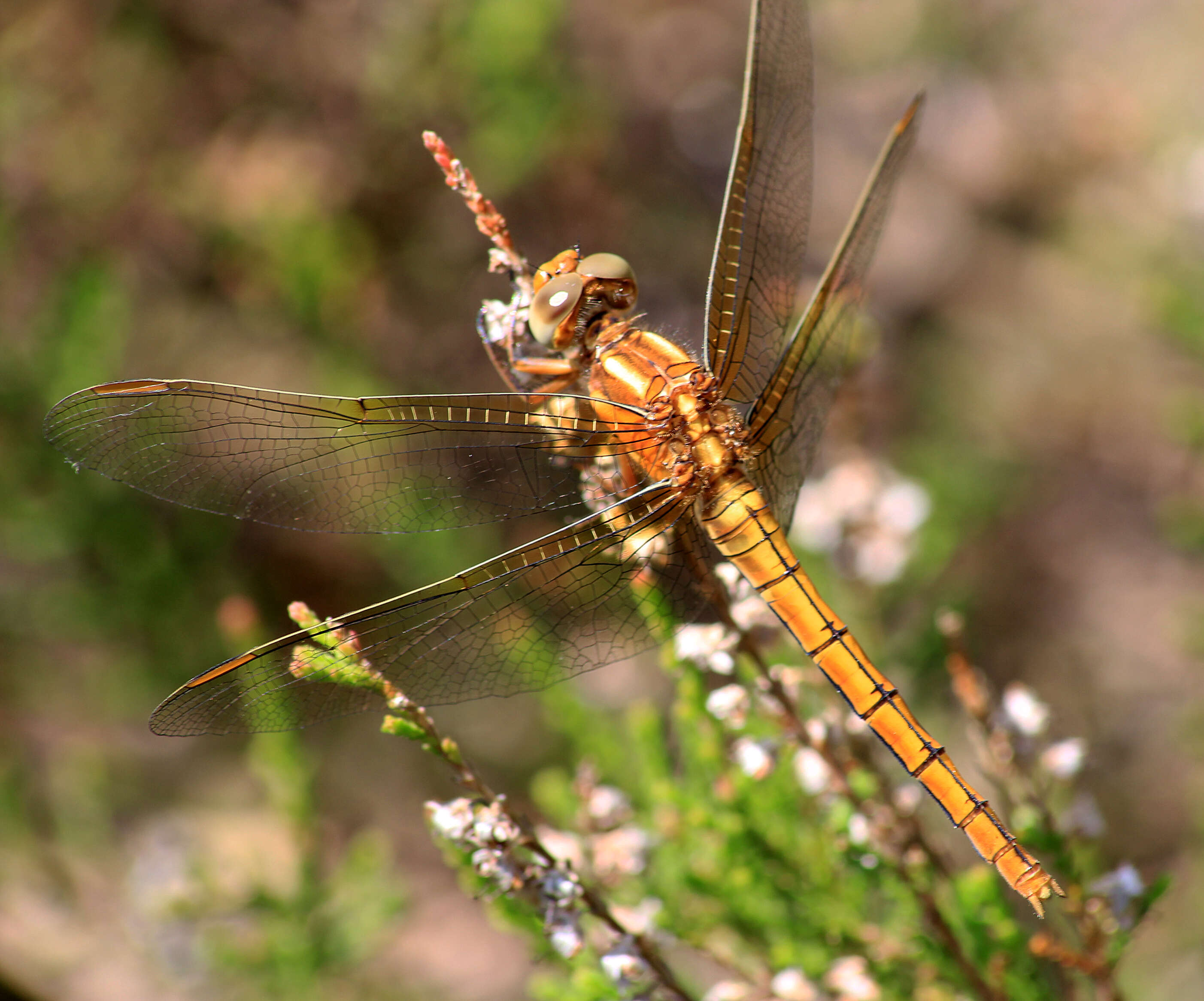 Image of Keeled Skimmer