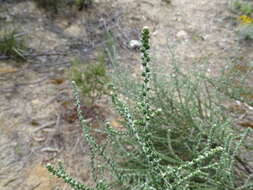 Image of woolly daisy-bush