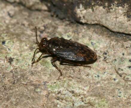 Image of common shorebug