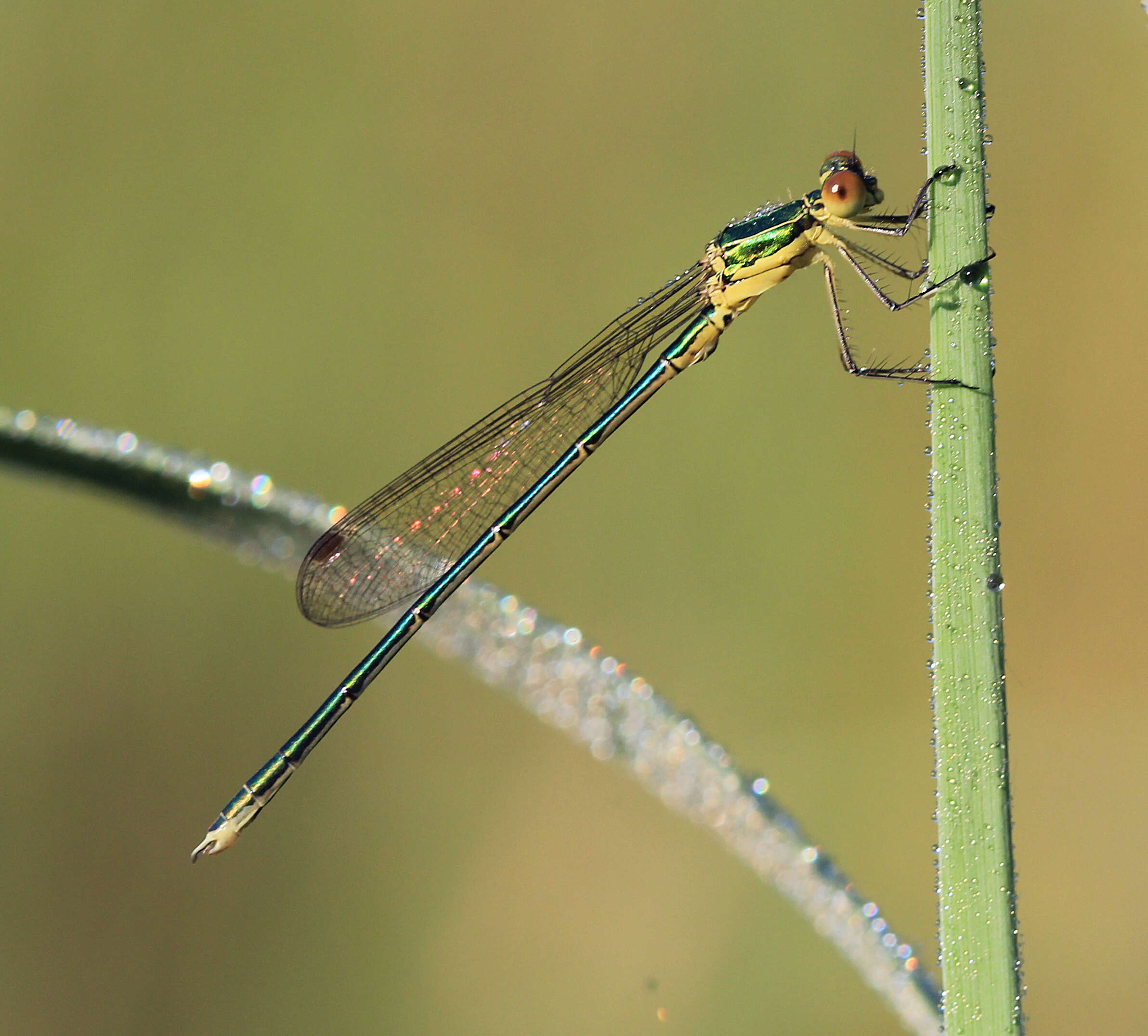 Image of Small Emerald Spreadwing