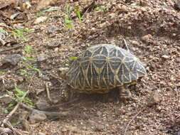 Image of Typical Tortoises