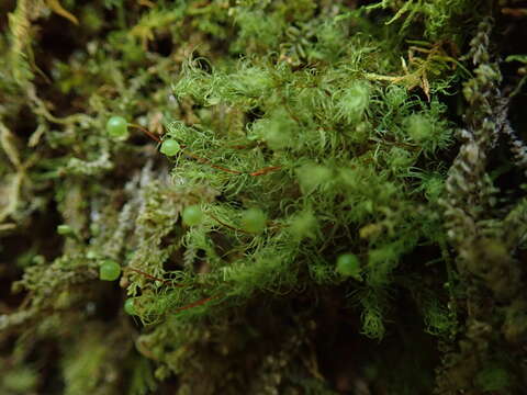 Image of Apple moss