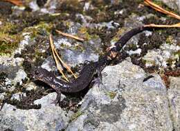 Image of Blacksburg Salamander