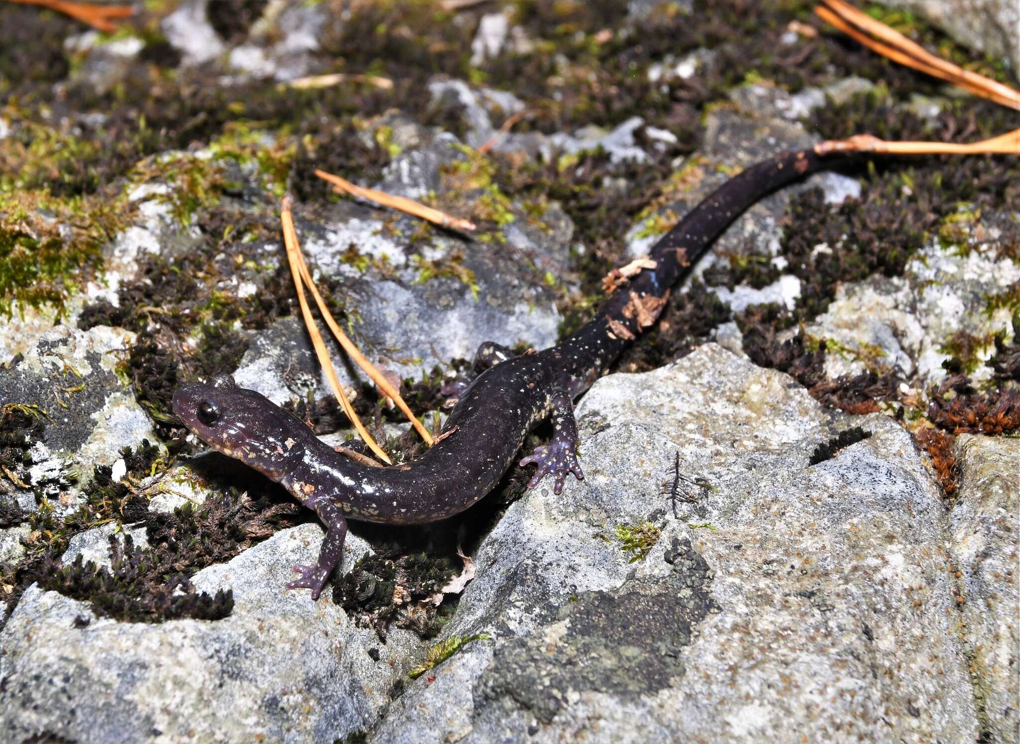 Image of Blacksburg Salamander