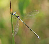 Image of Small Emerald Spreadwing