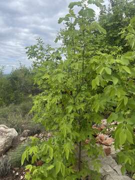 Image of Bean-tree