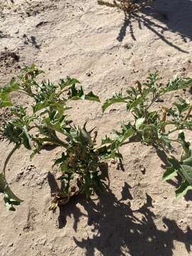 Image of Chinese thorn-apple