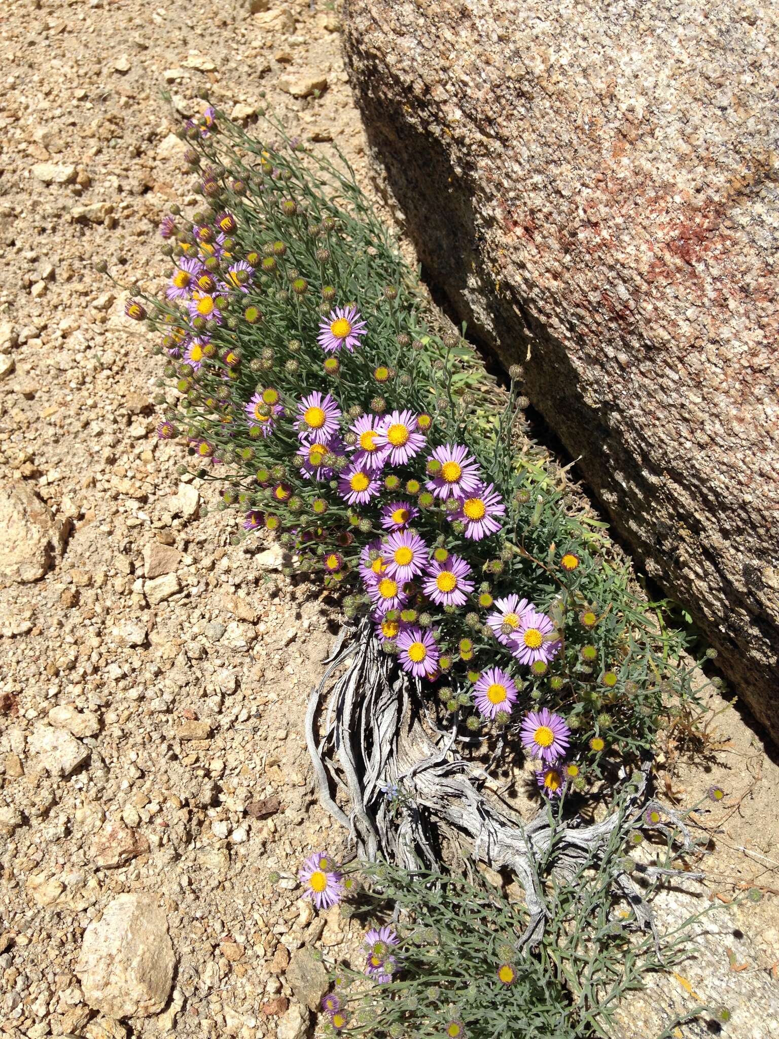 Image of Brewer's fleabane