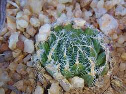 Image of Haworthia arachnoidea var. namaquensis M. B. Bayer