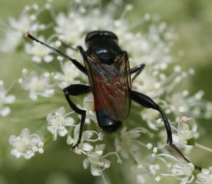 Image of <i>Brachypalpoides lentus</i>