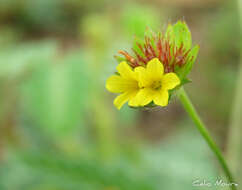 Plancia ëd Waltheria operculata Rose