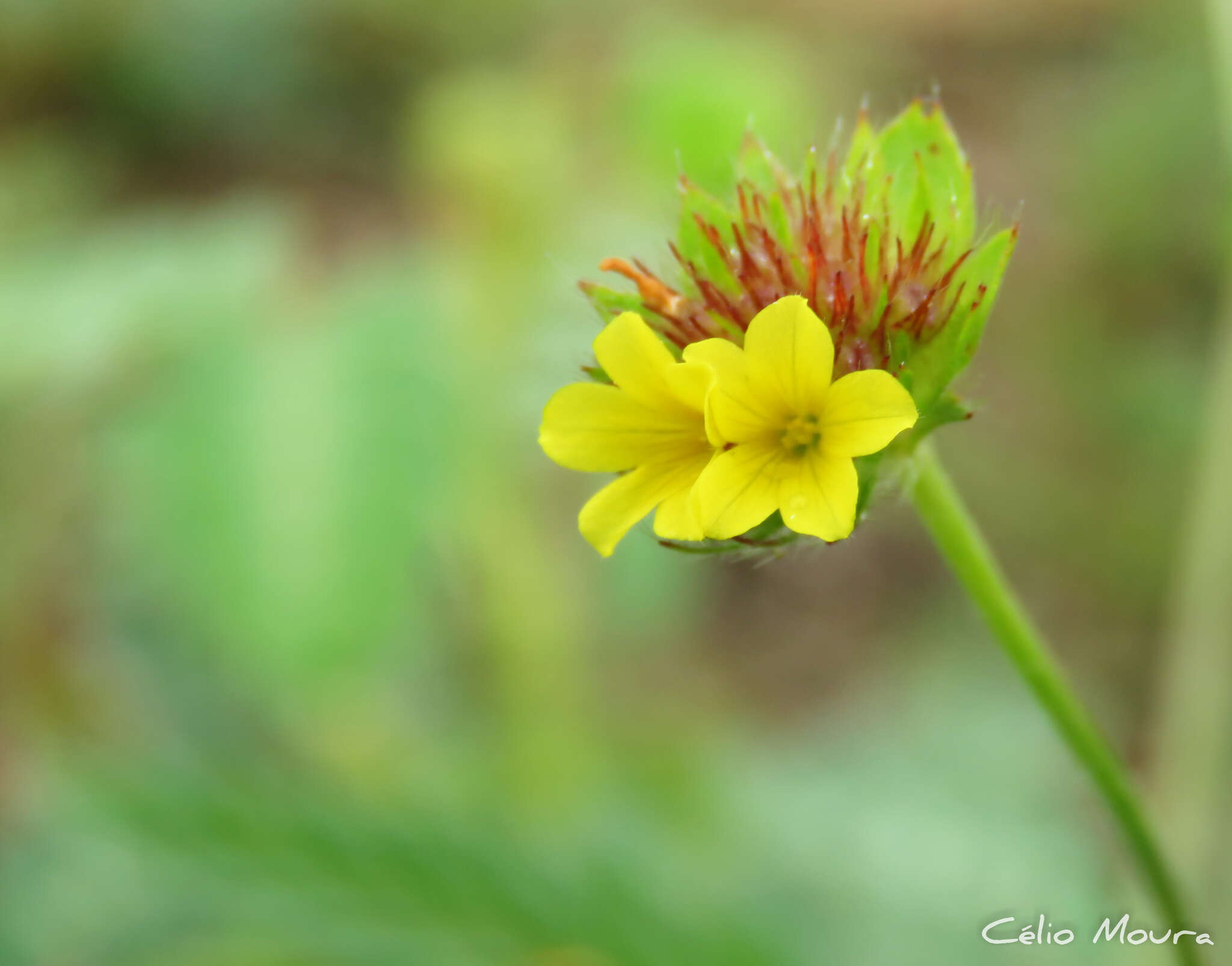 Plancia ëd Waltheria operculata Rose